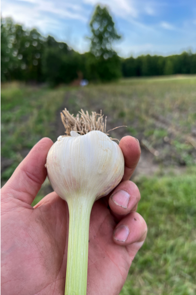 Garlic cloves held in a hand