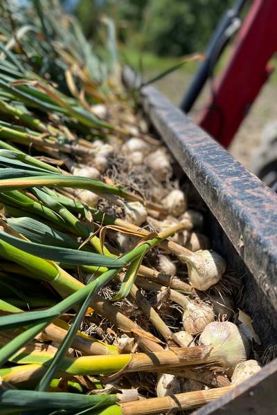 Garlic bulbs stored in a metal Trailer