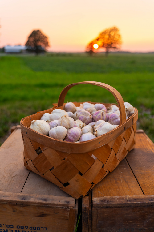 Garlic sitting in a basket with the sun setting behind